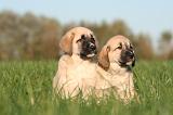 KANGAL 128